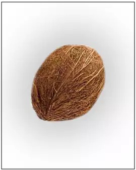 Coconut used for Carbon Filtration in RO